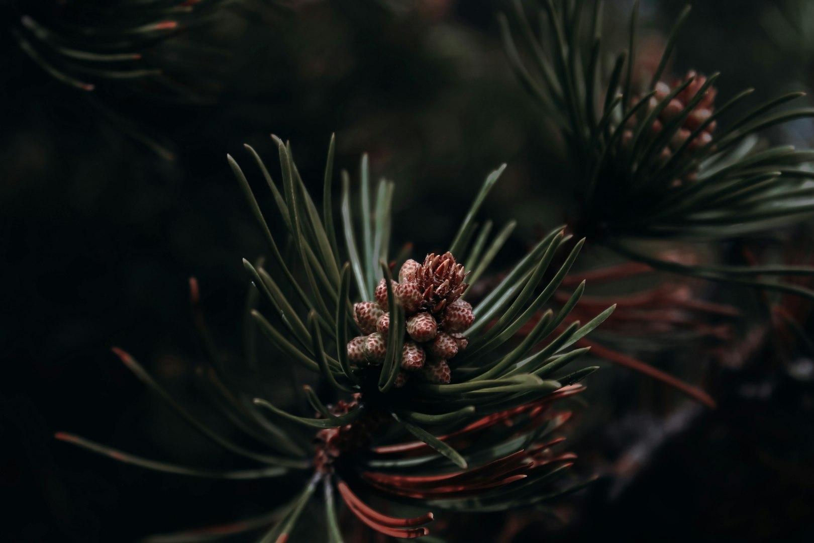 Naturlig trädgårdsdesign i Skåne med hållbara material, Skånsk trädgårdsdesigner som specialiserar sig på naturtrogna miljöer, Hållbar trädgård med naturliga material och långlivade växter i Skåne, Trädgårdsdesign i Skåne med fokus på naturtrogen och skötselsmart plantering, Miljövänlig trädgårdsdesign med lokala växtval och naturliga material i Skåne